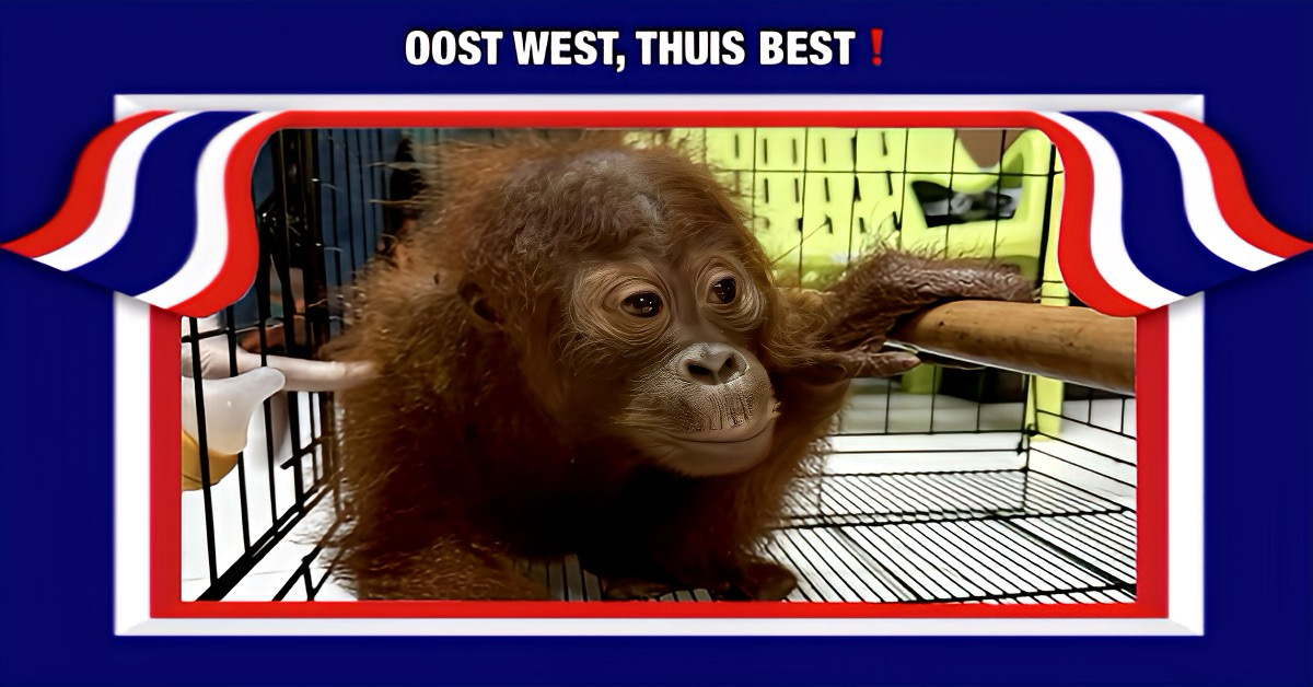Thailand stuurt vier orang-oetans terug naar Indonesië