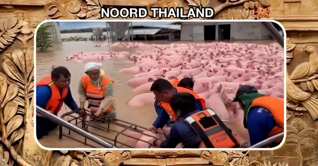 🎥 | Overstroming op een varkensboerderij in Noord-Thailand leidt tot redding van 1300 biggen