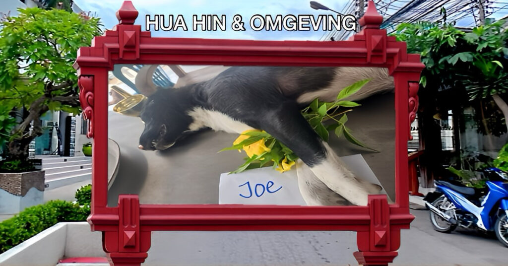 Afschuwelijke vergiftiging van honden in Hua Hin, politie ziet geen aanwijzingen?