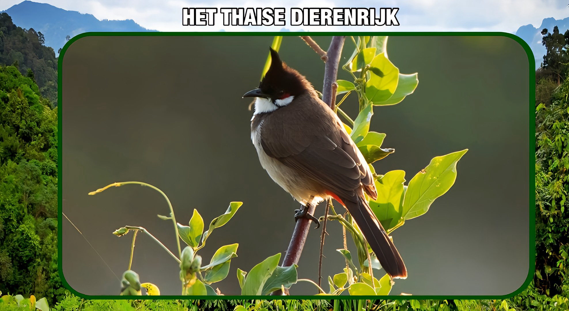 🎥 | Getwitter in Thailand: de regering overweegt om de rode-wenkbrauwbulbul van de lijst van beschermde dieren te verwijderen; de vogelhandel kijkt hier naar uit.