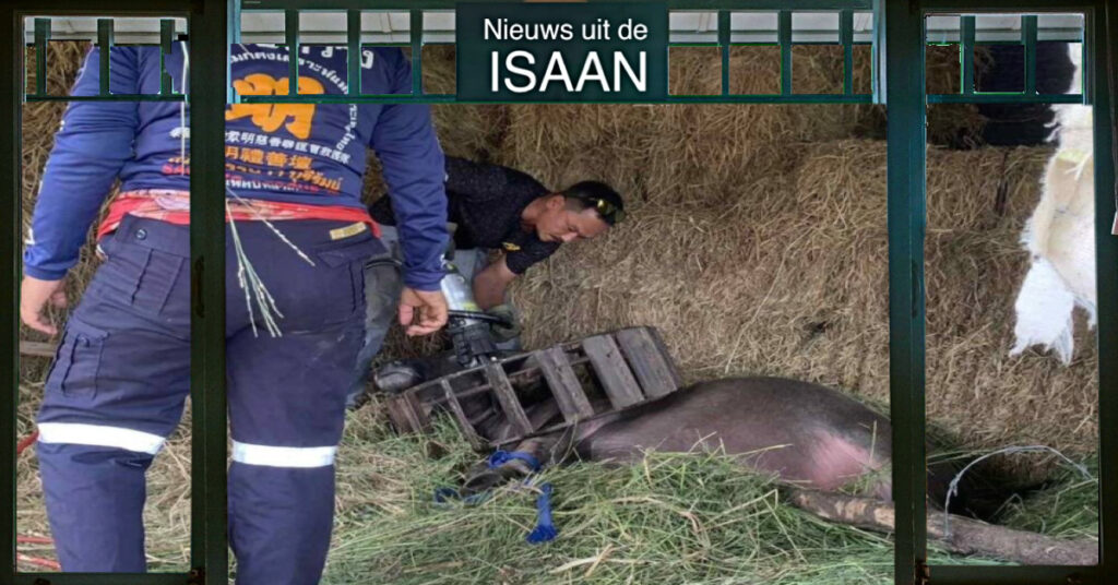 Buffel komt in Noordoost-Thailand met zijn kop in een tractorwiel vast te zitten, reddingsdienst van Buriram biedt de oplossing.