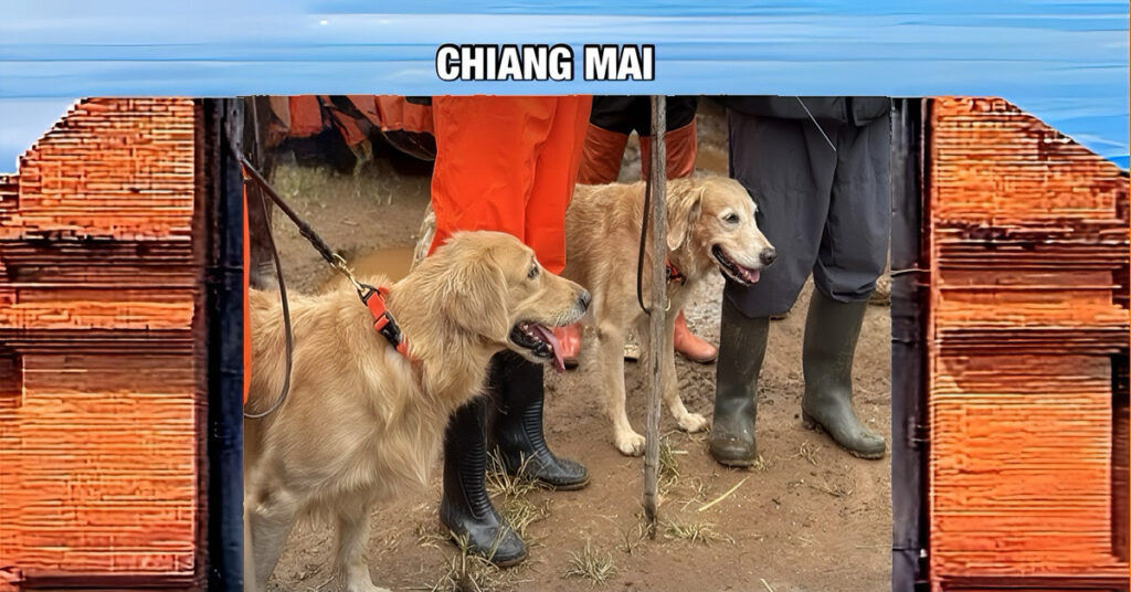 Thailand zet K9-speurhonden in na de dodelijke overstromingen in Chiang Mai