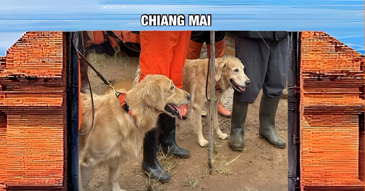 Thailand zet K9-speurhonden in na de dodelijke overstromingen in Chiang Mai