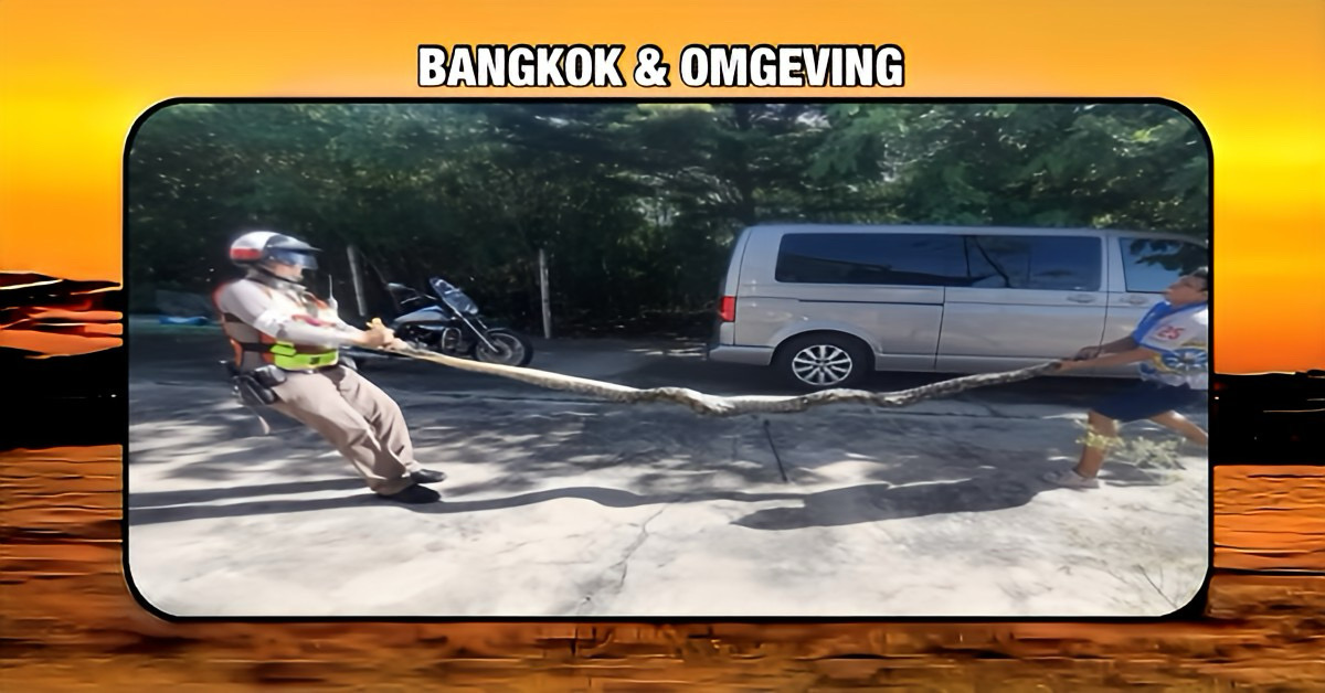 🎥 | Python valt in Thailand door het plafond in poging om katten te vangen