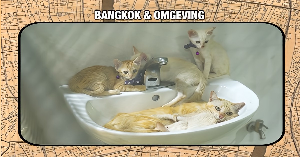 In de Thaise hoofdstad Bangkok kunt u uw huisdieren gratis laten chippen