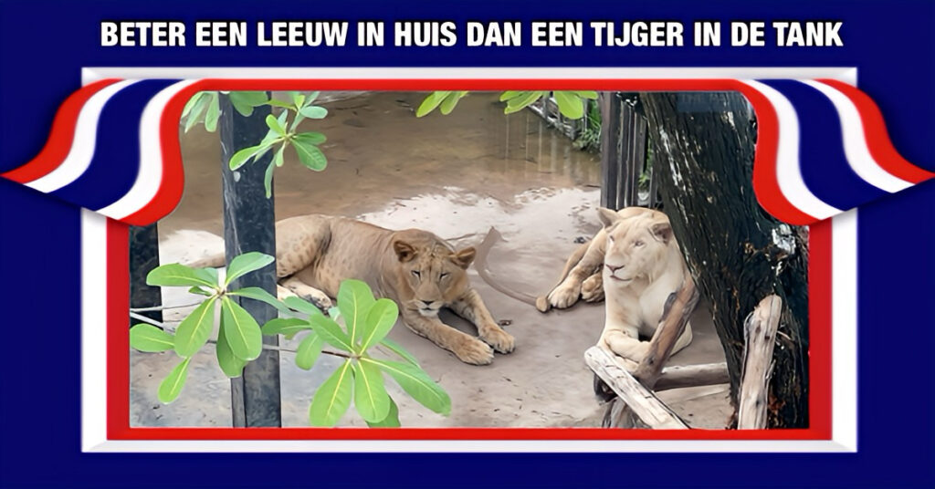 📽️ | Tamme leeuwen zijn helemaal hip in Thailand en scoren hoog op sociale media, waardoor hun aantal in garages en hokken explosief toeneemt. 