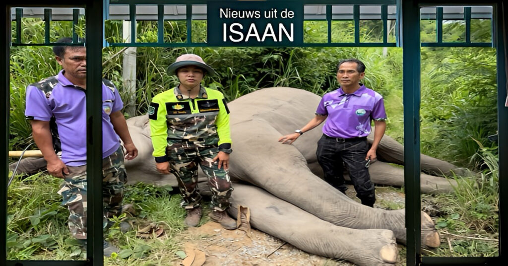 Triest! “Plai Khun Suek”, een wilde olifant in Noordoost-Thailand, is geëlektrocuteerd en ter aarde gestort.