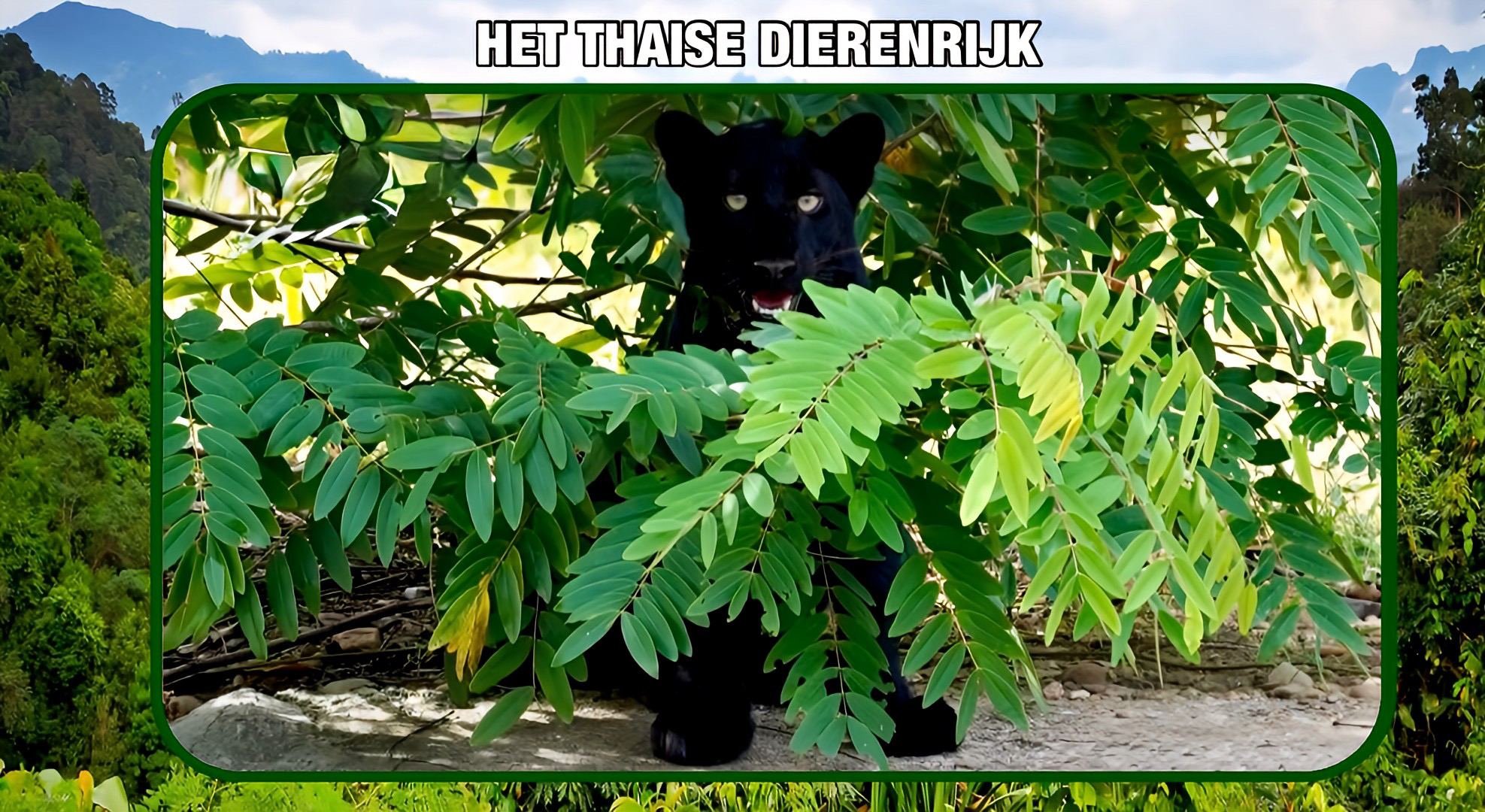 Zwarte panter verrast de toeristen in nationaal park in Zuid-Thailand 