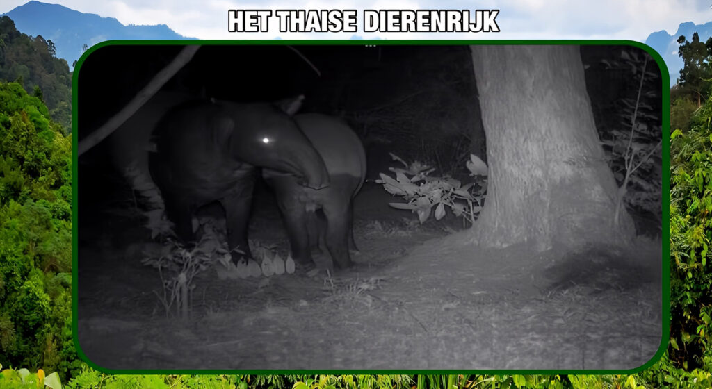 Wildcamera in Centraal-Thailand legt zeldzame paring van bedreigde tapirs vast in het Huai Kha Khaeng-reservaat!