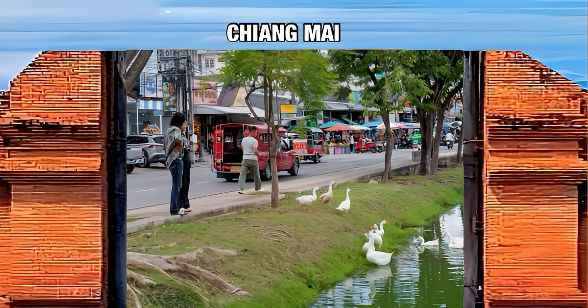 Het in noorden van Thailand gelegen Chiang Mai, zet ganzen in de stadsgracht om algengroei te verminderen en de waterkwaliteit te verbeteren  