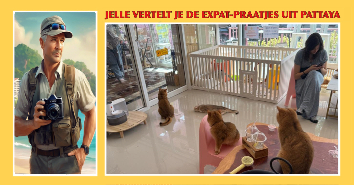 Pattaya, de bruisende parel aan de Golf van Thailand, heeft een schat aan katten cafés die het leven hier nog gezelliger maken!