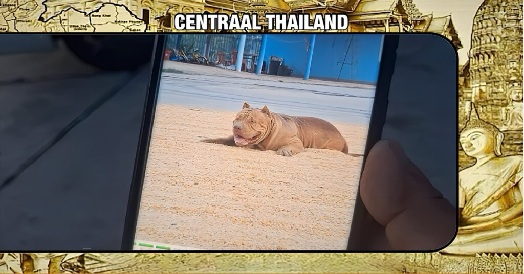 Tragisch voorval in Centraal-Thailand, een pitbull valt een twee maanden oude baby dodelijk aan