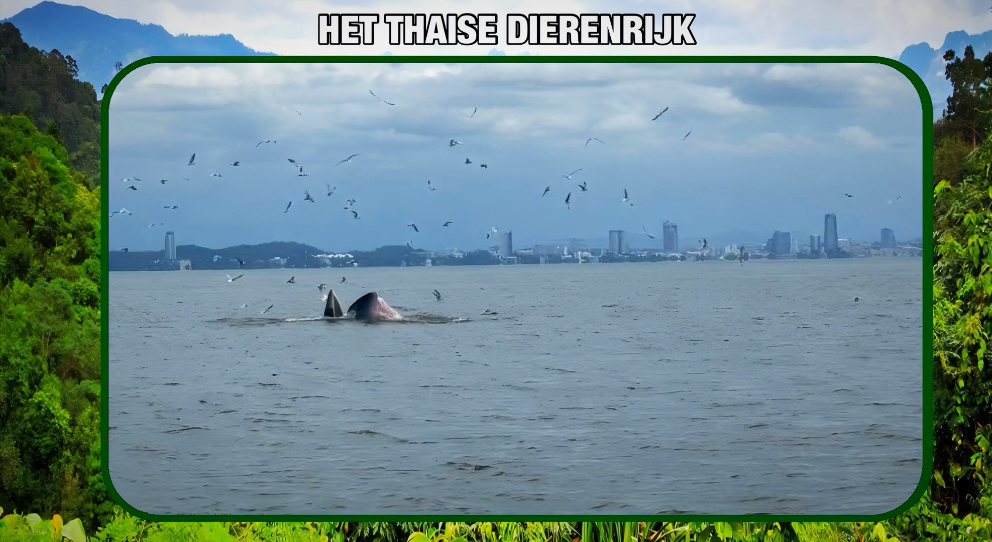 Zes Brydewalvissen ontdekt in Oost-Thailand: een zeldzame gebeurtenis die de aandacht trekt.