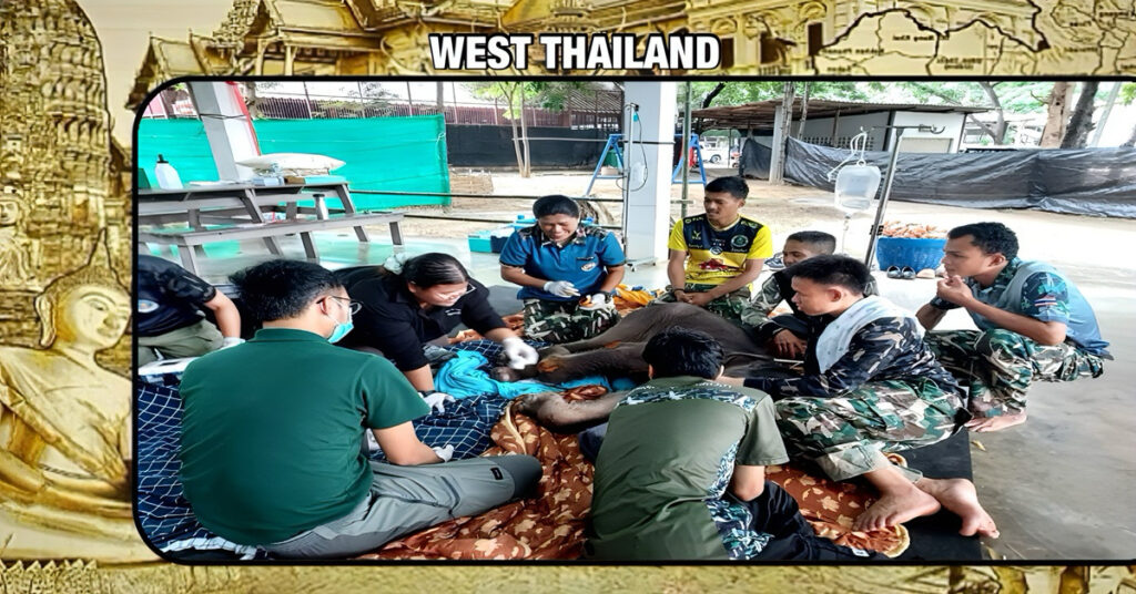🎥 UPDATE | Het achtergelaten olifantenkalfje in West-Thailand toont vooruitgang, maar gezondheidszorgen blijven nog even bestaan!
