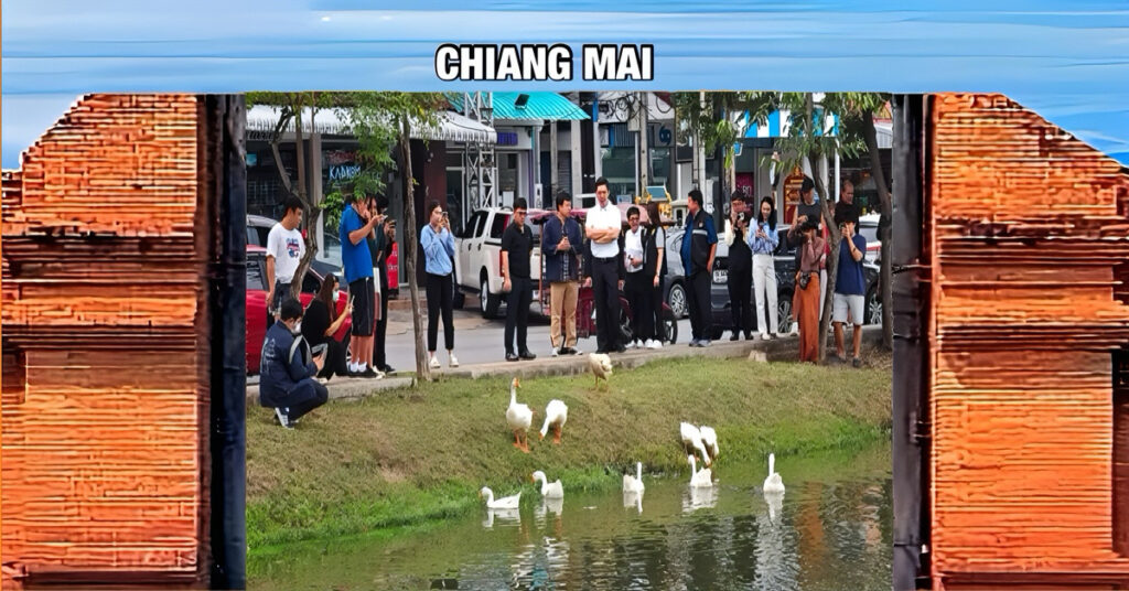 Ganzen in Noord-Thailand officieel aangesteld als stadsmedewerkers van Chiang Mai