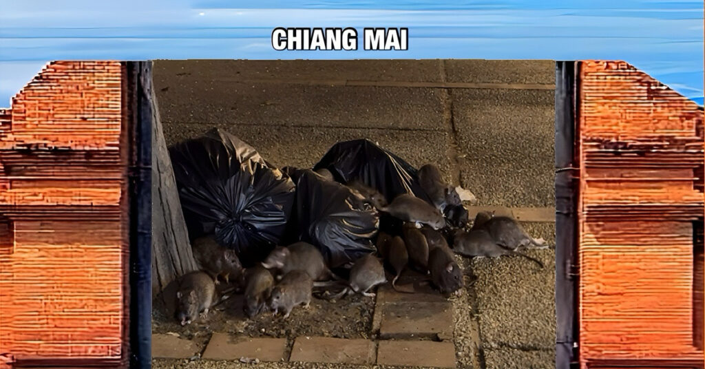 🎥 | Horror in Noord-Thailand: Ratten zo groot als katten pikken afval in Chiang Mai