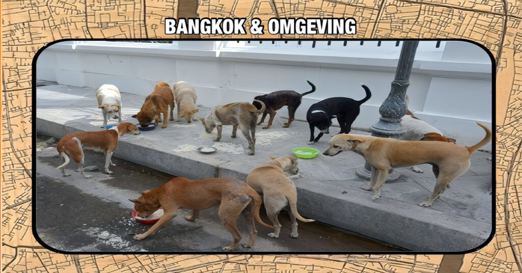 De hoofdstad van Thailand bevestigd dat er hondsdolheid in de stad heerst, de ambtenaren waarschuwden het publiek om voorzichtig te zijn