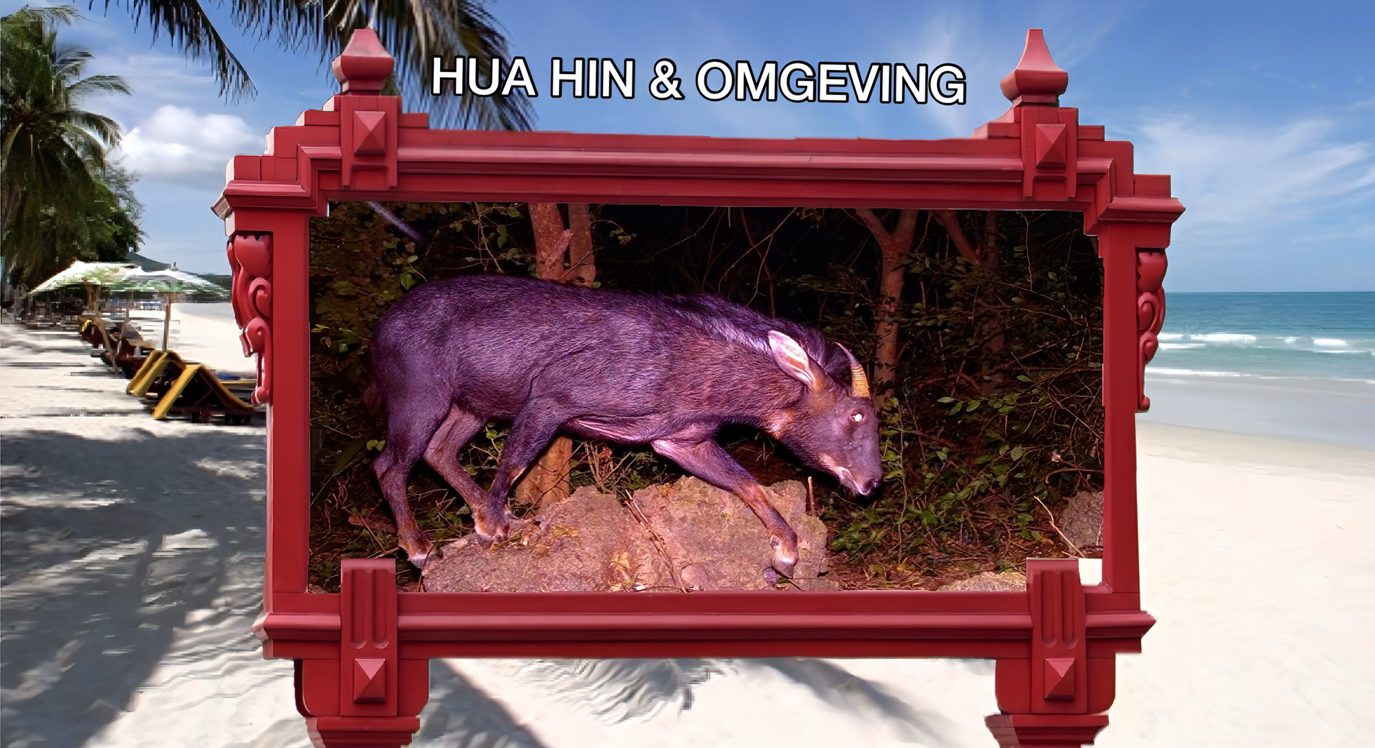 Olleke Bolleke vertelt u over de terugkeer van de Serow antiloop in Khao Sam Roi Yot Nationaal Park in Centraal-Thailand