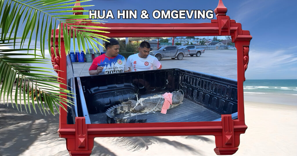 Dappere Thaise man ontvangt lof voor het vangen van een krokodil in het kanaal van Phetchaburi in Centraal-Thailand