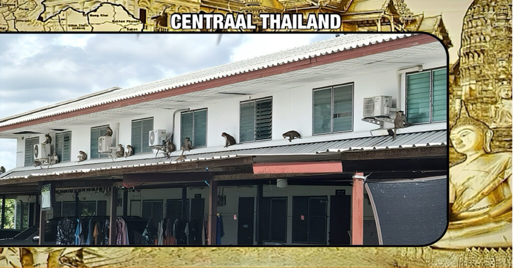 De in Centraal-Thailand gelegen stad Lopburi is “in de aap gelogeerd” nadat honderden apen uit hun kooi ontsnapten en chaos veroorzaakten.