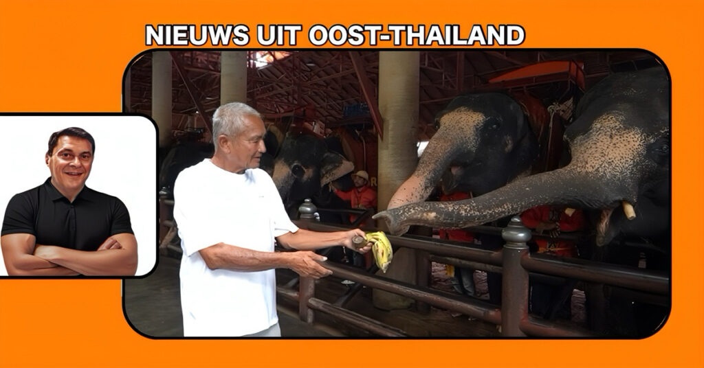 🎥 | De jaarlijkse gezondheidscontrole van de olifanten in de tropische tuinen van Nong Nooch nabij Pattaya is naar volle tevredenheid uitgevoerd 