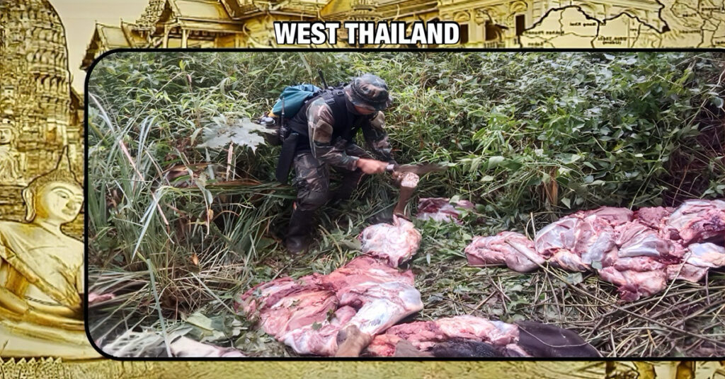 Boswachters hebben stropers betrapt in Thailand, waar ze een barbecue hadden opgestookt om het vlees van een vers geslachte gaur te grillen.