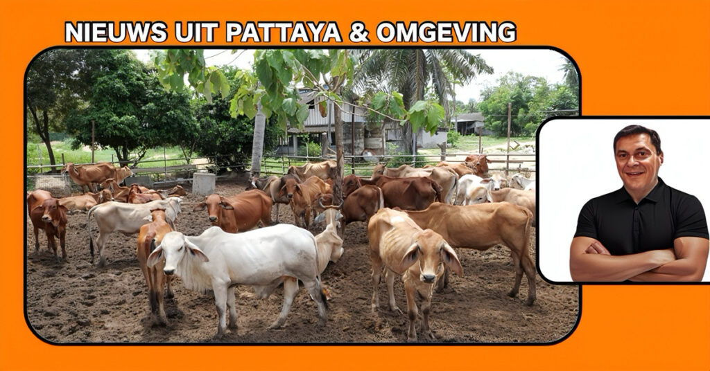 Een dierenkliniek in Pattaya organiseerde een bijzondere ceremonie waarin 117 koeien een nieuw leven kregen, ter ondersteuning van boeren in Thailand