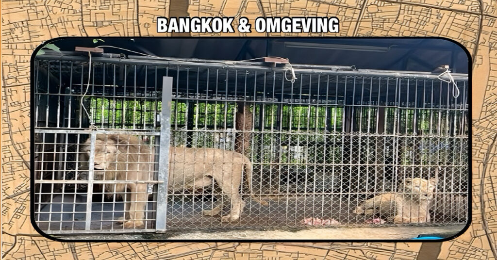 De leeuwen die deze week in Bangkok een verzorger doodbeten, zijn achter tralies gezet.