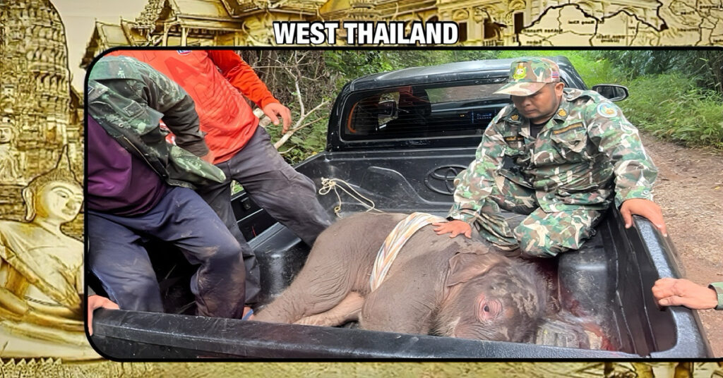 🎥 | Door de moeder verlaten olifantenkalfje in een nationaal park in West-Thailand gered