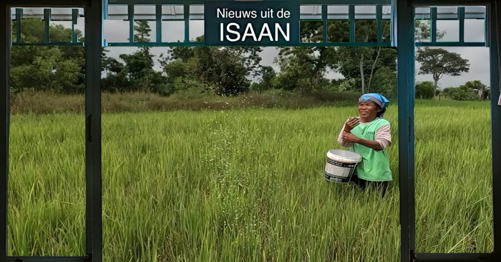 Boeren in Oost-Thailand zijn ingetogen blij met de tropische storm ‘Kajiki’, maar klagen over de hoge kunstmestprijzen