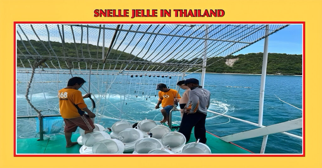 Pattaya start met het geven van vergunningen voor zeewandelaars om het zeeleven te beschermen.