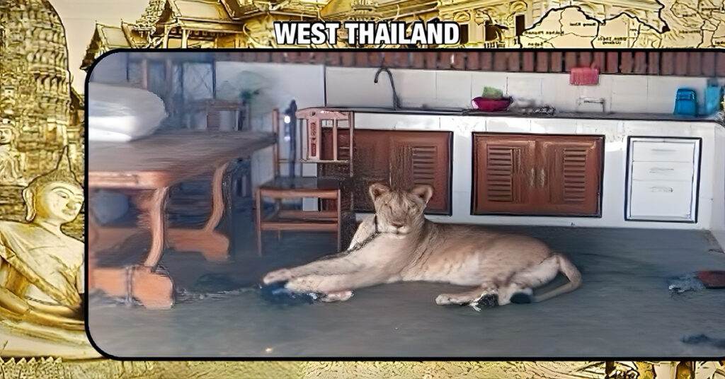 Leeuw in Thailand beslag genomen na ontsnapping uit zijn kooi en twee personen te hebben aangevallen