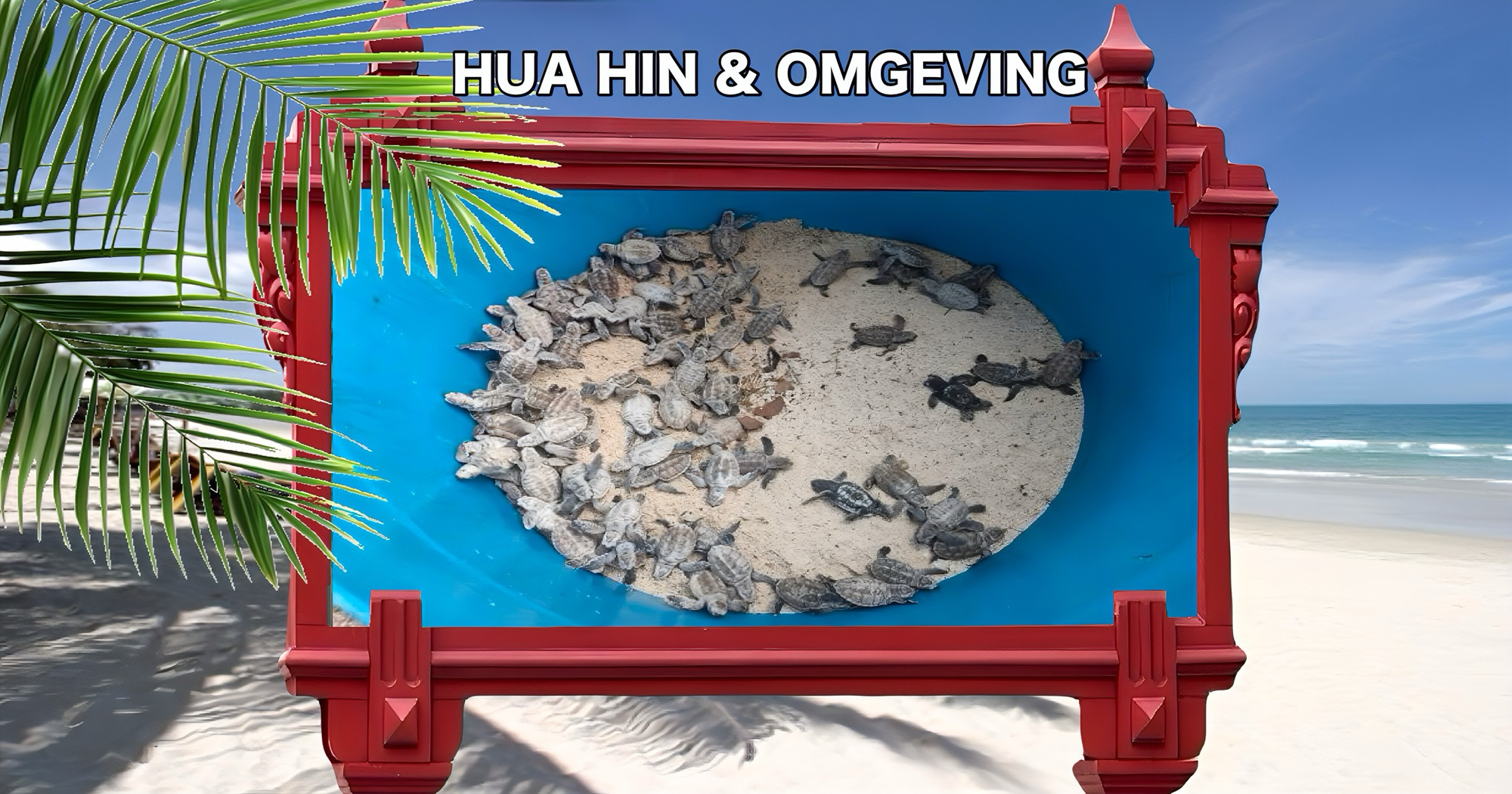 Jubelstemming in Centraal-Thailand, 101 baby schildpadjes breken op Koh Talu uit het ei