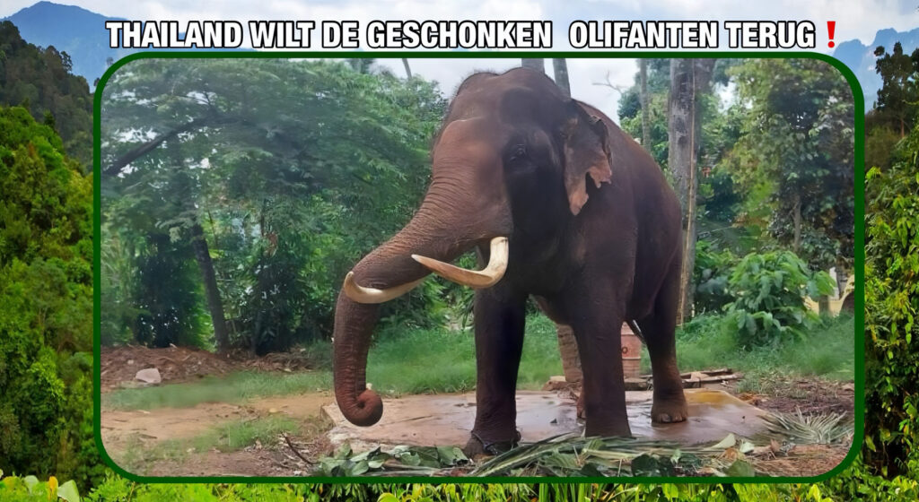 Thailand wilt twee geschonken olifanten uit Sri Lanka terughalen, de regering maakt zich zorgen over hoe die dikhuiden daar worden behandeld.