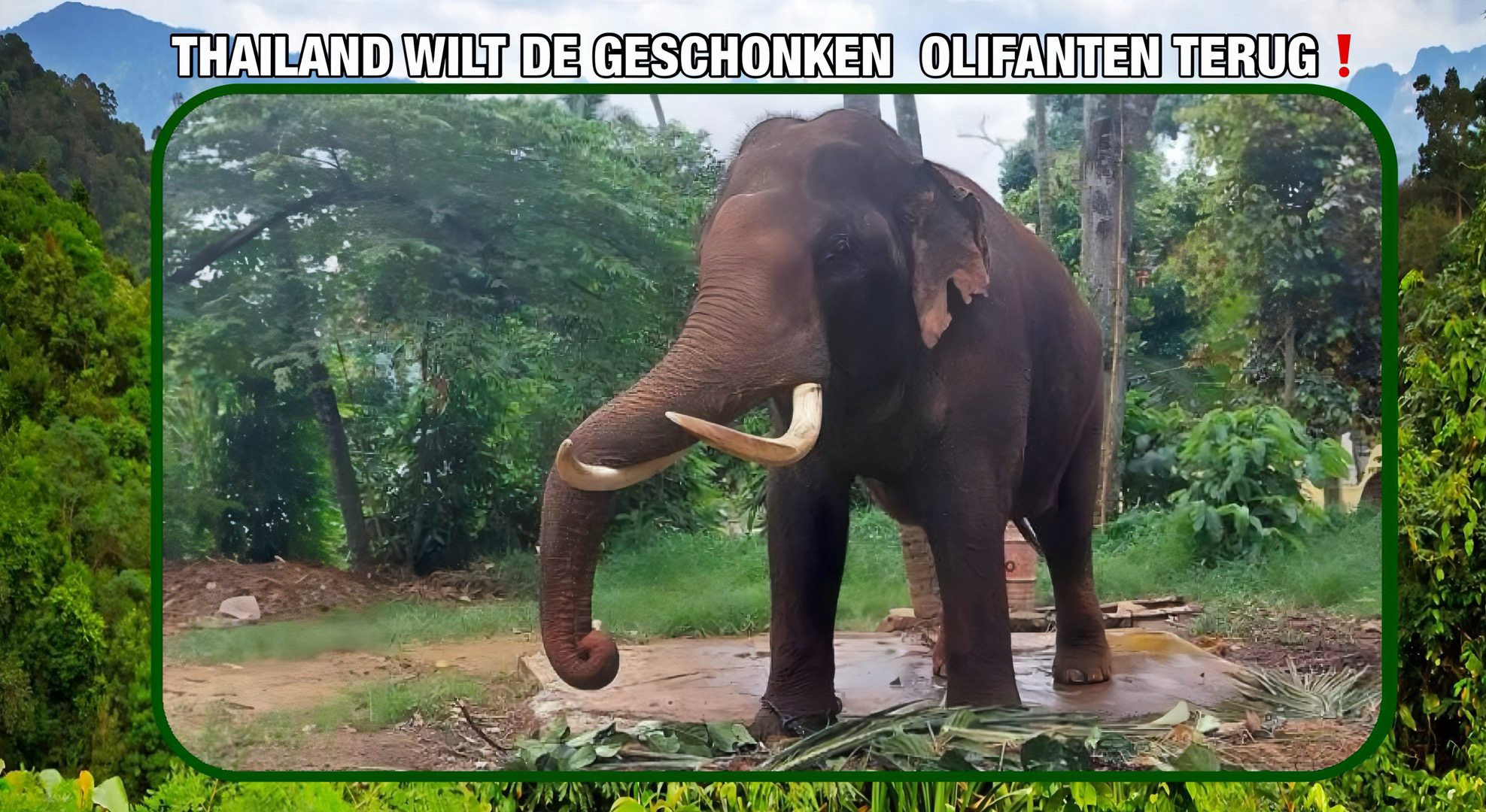Thailand wilt twee geschonken olifanten uit Sri Lanka terughalen, de regering maakt zich zorgen over hoe die dikhuiden daar worden behandeld.