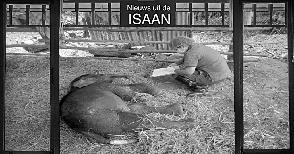 Ernstige infecties en orgaanfalen zorgen ervoor dat een achtergelaten babyolifant in Noordoost-Thailand overlijdt