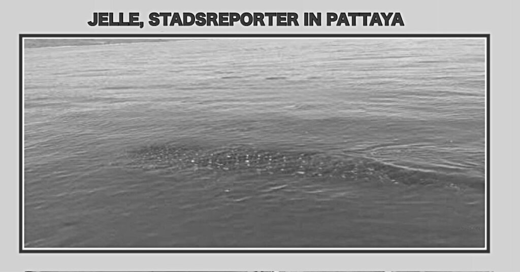 🎥 | Geen visserslatijn, een flinke walvishaai brengt de vissers in Na Jomtien, bij Pattaya in extase