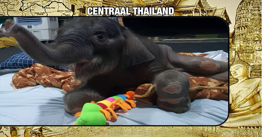 De gezondheid van gewonde babyolifant ‘Khaotom’ gaat als een banaan, en wordt zelfs de vrolijkste deugniet van Thailand
