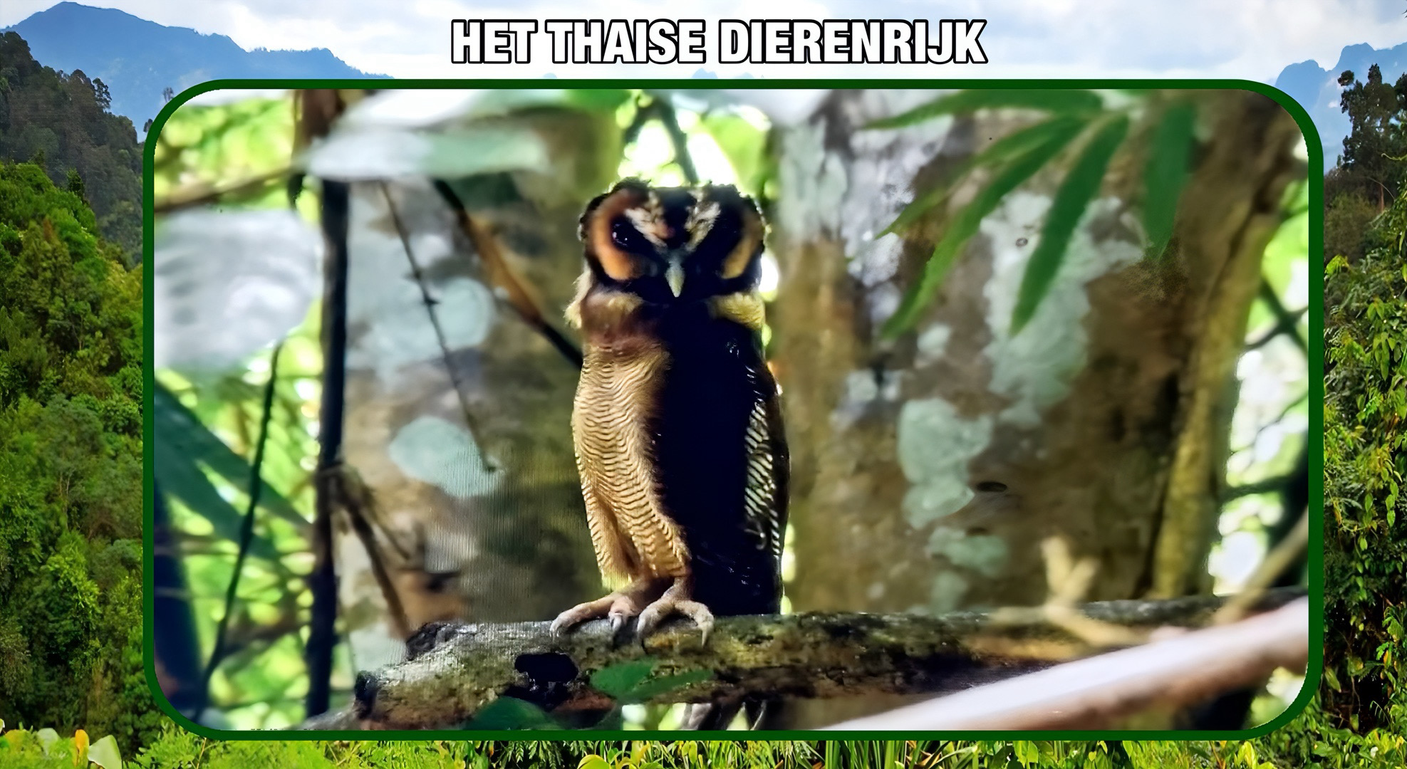 De mooie Bruine Bosuil is onlangs in het Nationaal park Kaeng Krachan in Centraal-Thailand gespot