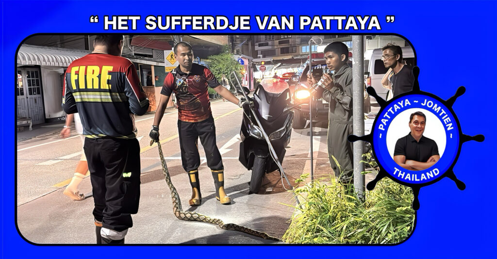 Kaa, de python in Oost-Thailand verslikt zich in een lekker hapje 