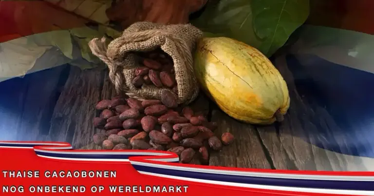 Waarom zijn cacaobonen uit Thailand nog steeds de ‘underdog’ op de wereldmarkt?