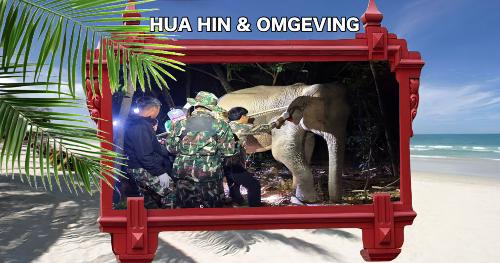 Een zoektocht met een drone in Centraal-Thailand resulteert in een indrukwekkende redding van een gewonde olifant!