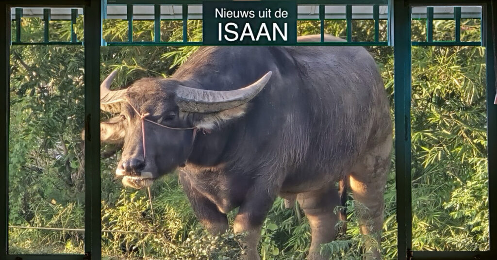 Buffel in Noordoost-Thailand neemt twee familieleden op de hoorns, wat hen het leven kost