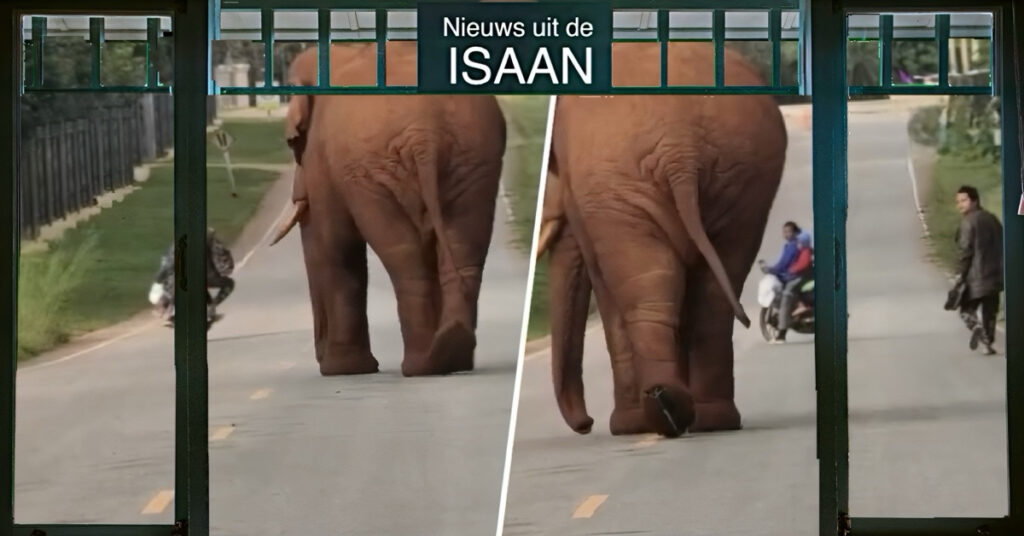 Thaise man ziet in Noordoost-Thailand een olifant op weg, en betuigd op een domme manier zijn respect aan de pachyderm 