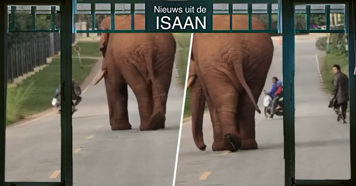 Thaise man ziet in Noordoost-Thailand een olifant op weg, en betuigd op een domme manier zijn respect aan de pachyderm 