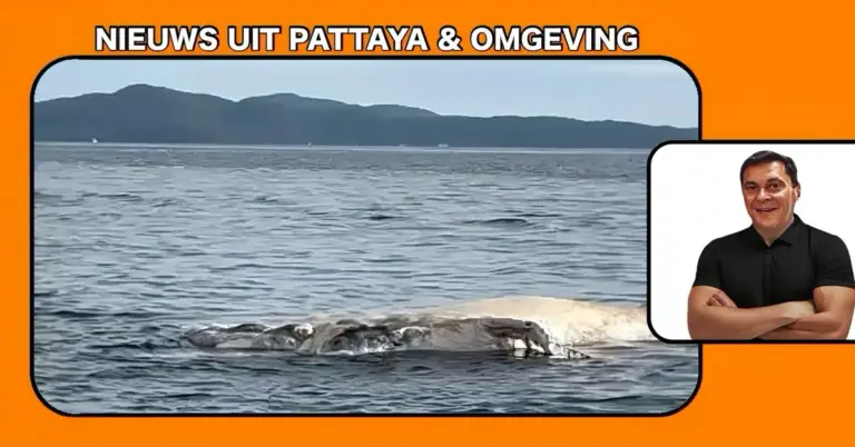 Vissers in de mineur omdat er een dode Bryde’s walvis is gevonden die vastzat in een vissersnet bij Koh Larn (Pattaya).
