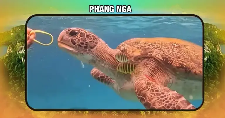 🎥 | Toerist in Thailand gezocht voor het voeren van rubberen polsbandje aan zeeschildpad in de Similan-eilanden