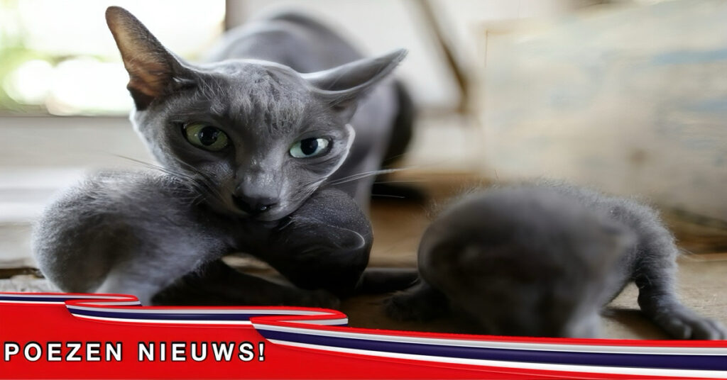 Thaise katten gaan het nieuwe symbool van Thailand vormen!