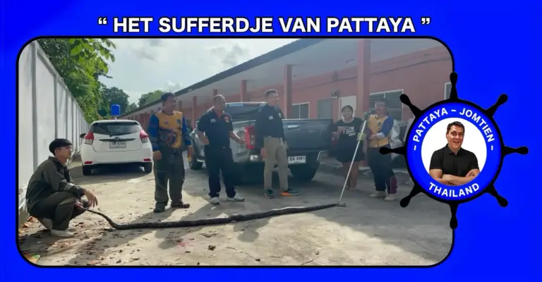 De hulpdienst in Pattaya heeft flink moeten zwoegen om een bijna 5 meter lange python uit de wielkast van een geparkeerde pick-up te krijgen.