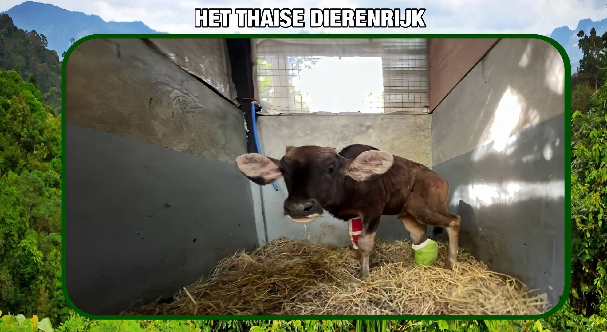 Gaurkalfje herstelt goed nadat het in Noordoost-Thailand uit een stropersstrik werd gered 